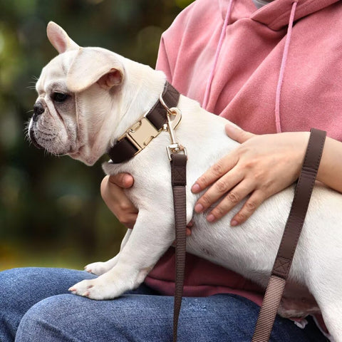 PET ARTIST Leather Dog Collar & Leash Set – Quick-Release, Stylish – All Sizes