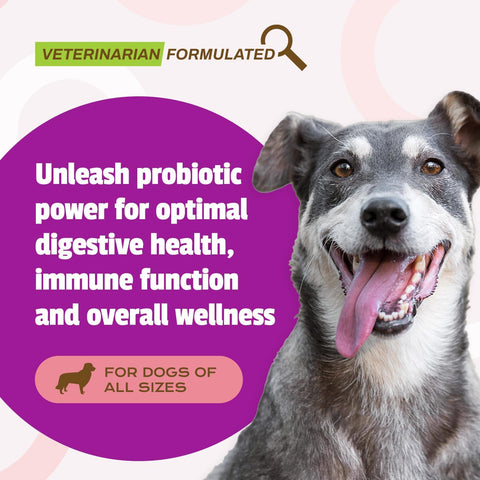 Pet Naturals Daily Probiotic for Dogs – 160 Chews – Duck Flavor, Digestive & Immune Support